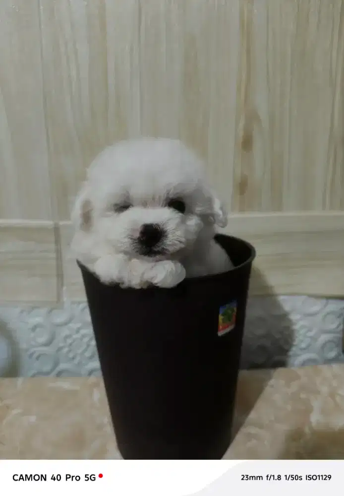 Toy poddle white