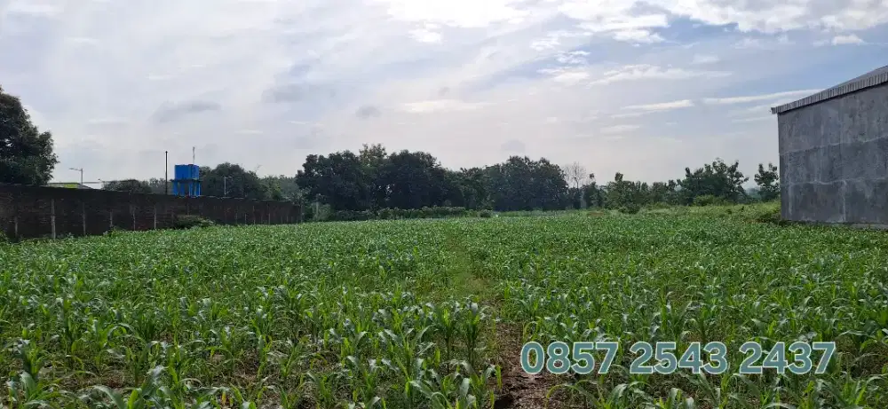 TANAH SHM Luas 4.982  L.Muka. 36m Kab Tegal