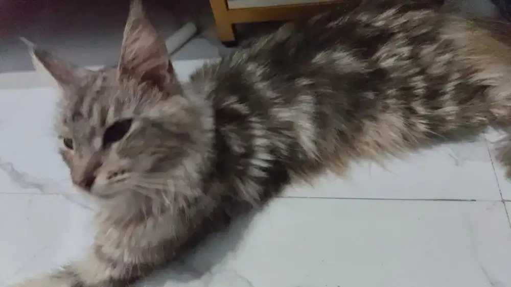 Open adopt kucing maincun betina sehat