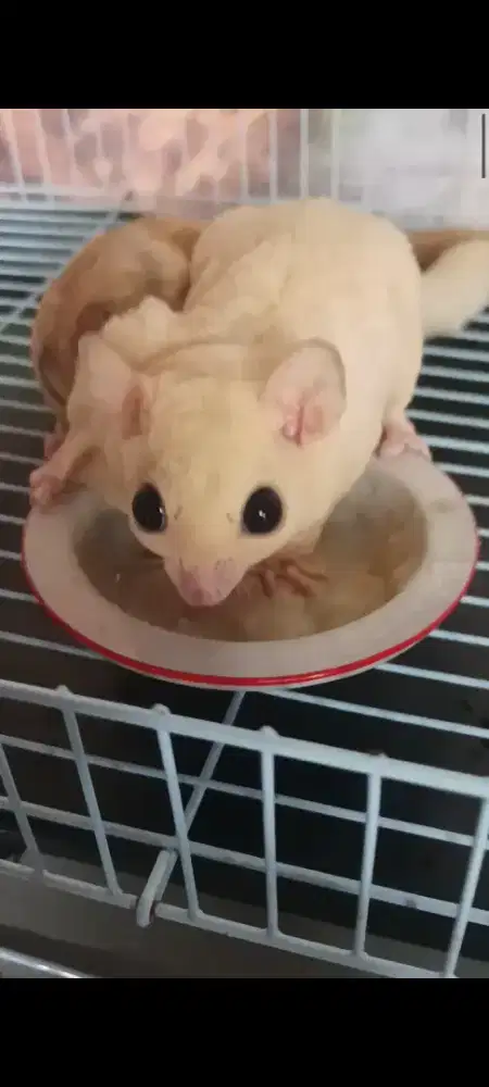 Sugar glider betina indukan leucistik