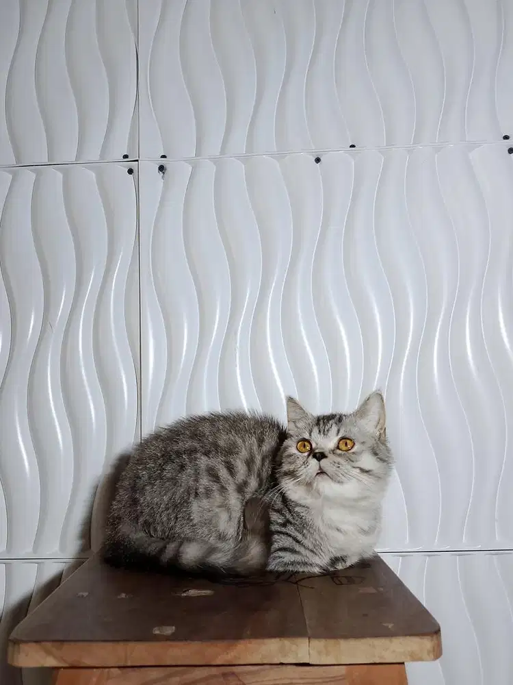 bsh munchkin british shorthair cebol