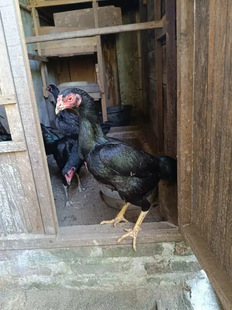 Ayam betina bagus buat cetak