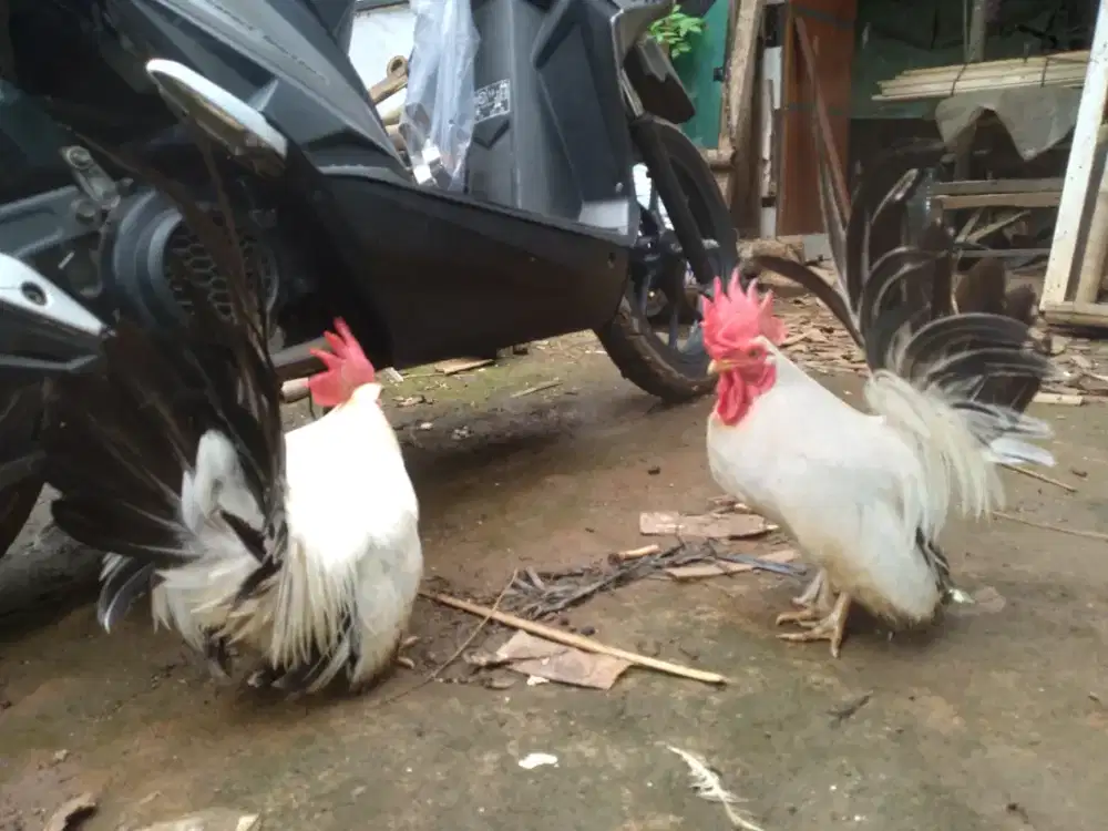 Ayam Jago Chabo Blacktail