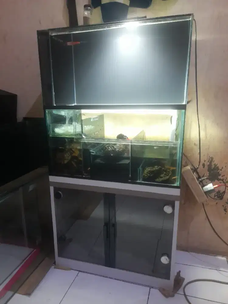 #ikanhias#aquarium#asecorisaqaurium#