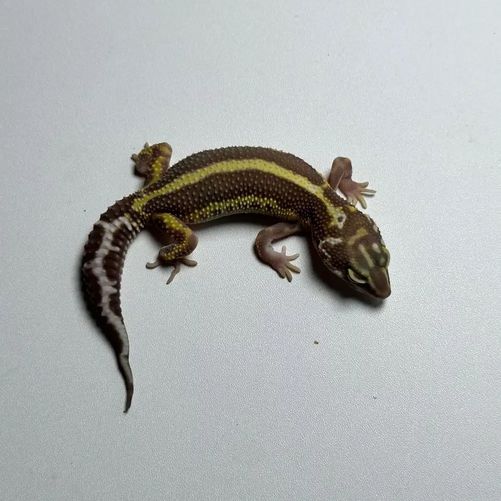 GECKO TREMPER BOLD STRIPE JANTAN