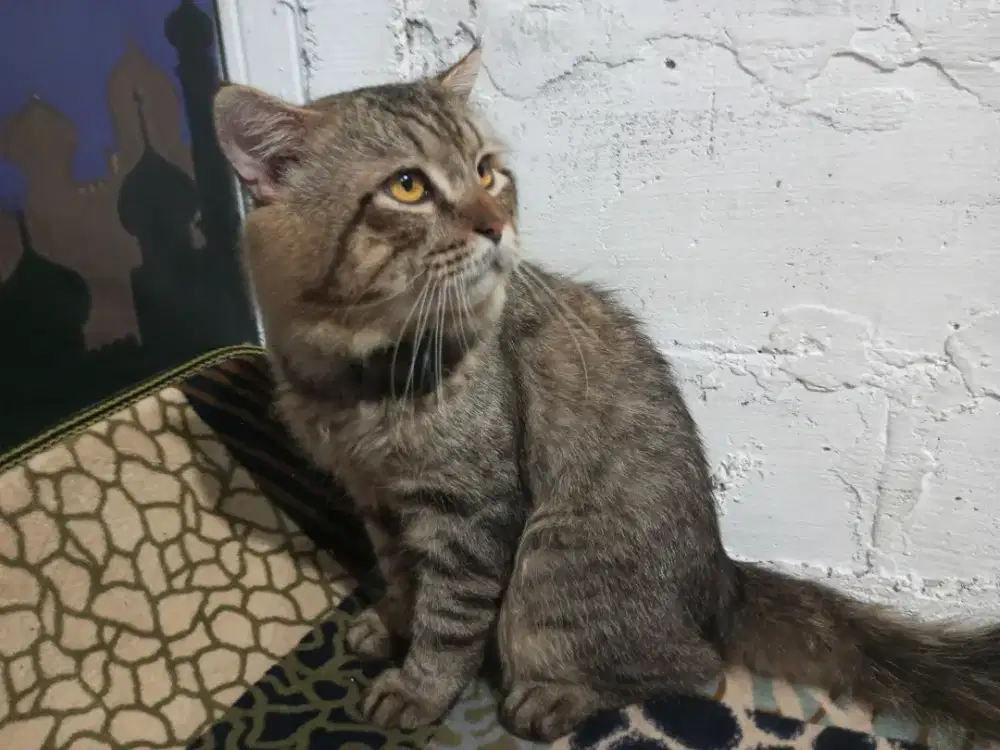 Jantan Mix Mainecoon Bigbone & 2 Betina mix persia