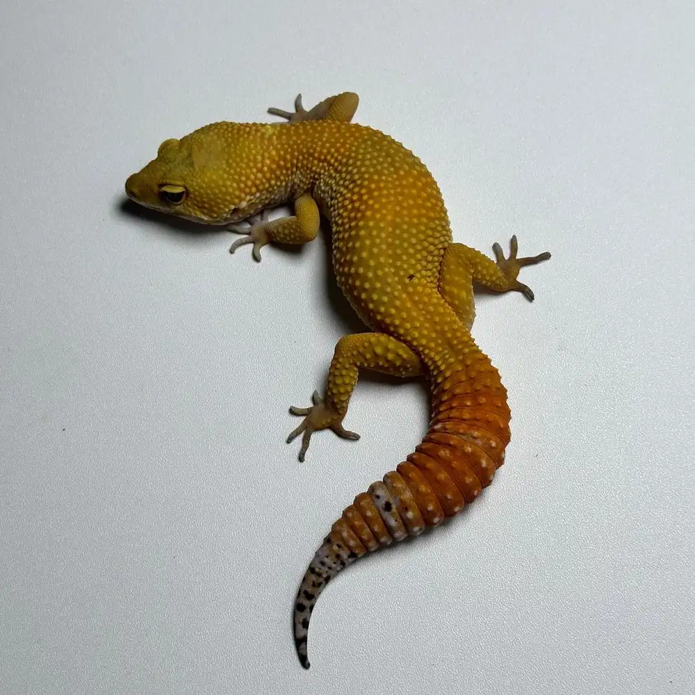 GECKO SHTCTB PH TREMPER BETINA