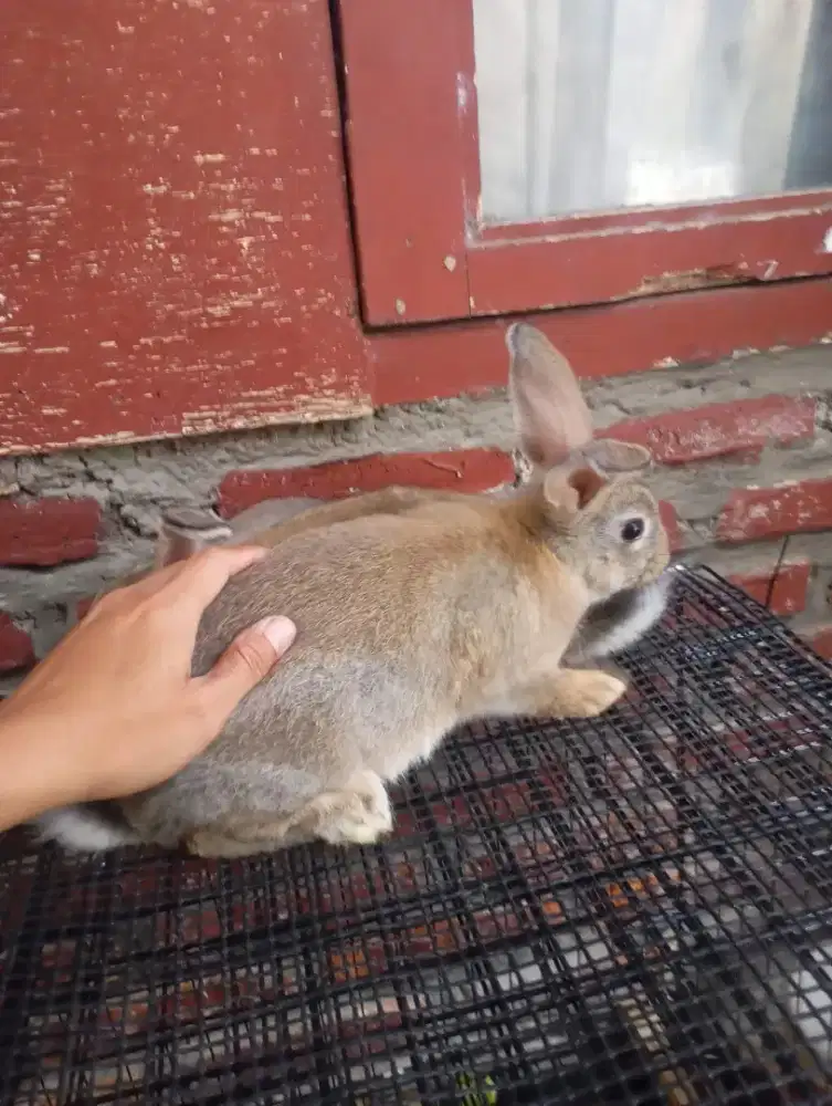 Kandang Kelinci lokal