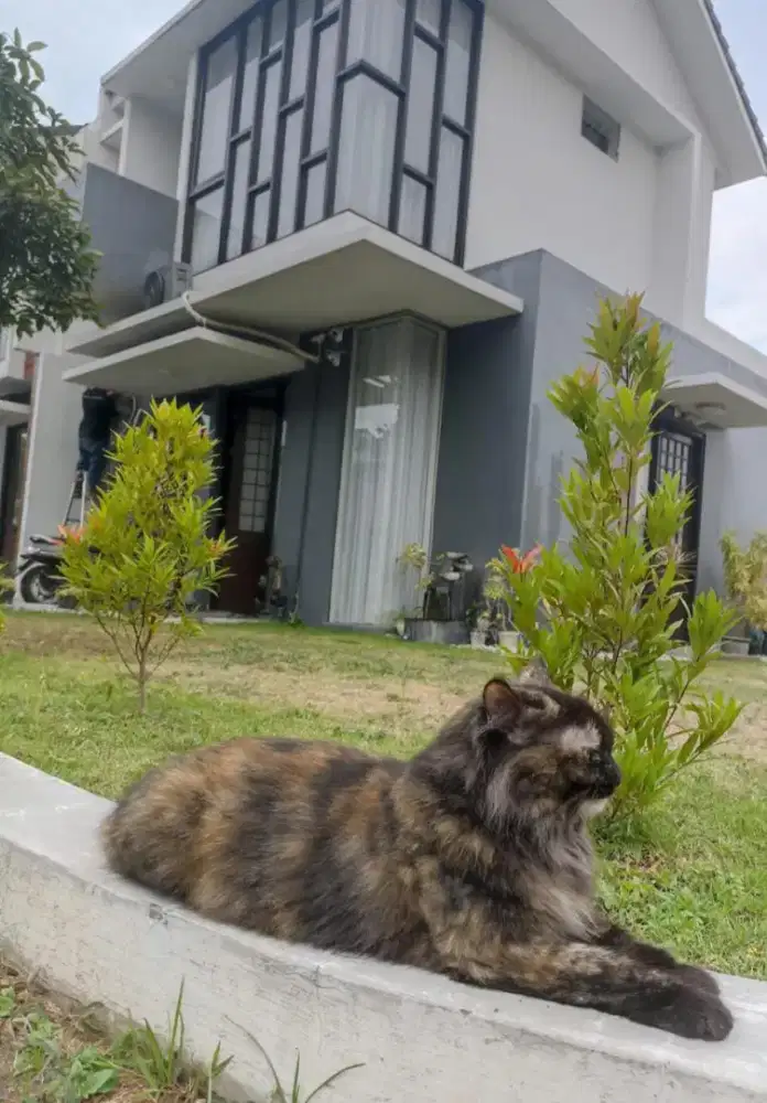 Kucing Persia Tortie Campuran Kucing Persia