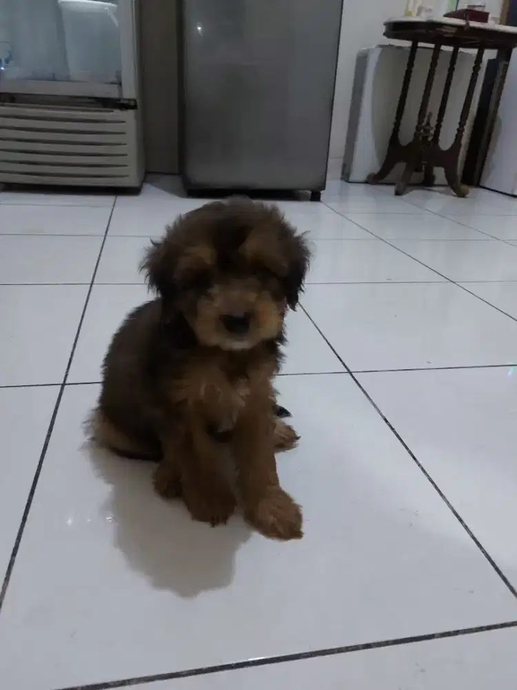 Anjing Maltese Poodle