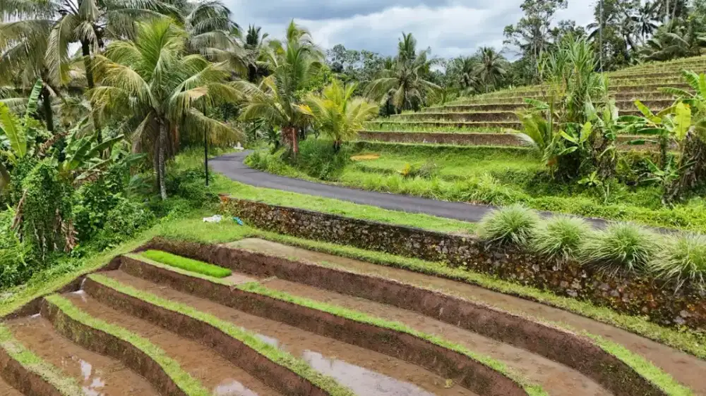 Dijual Tanah Sawah Luasan Kecil Letak Strategis Tabanan Bali