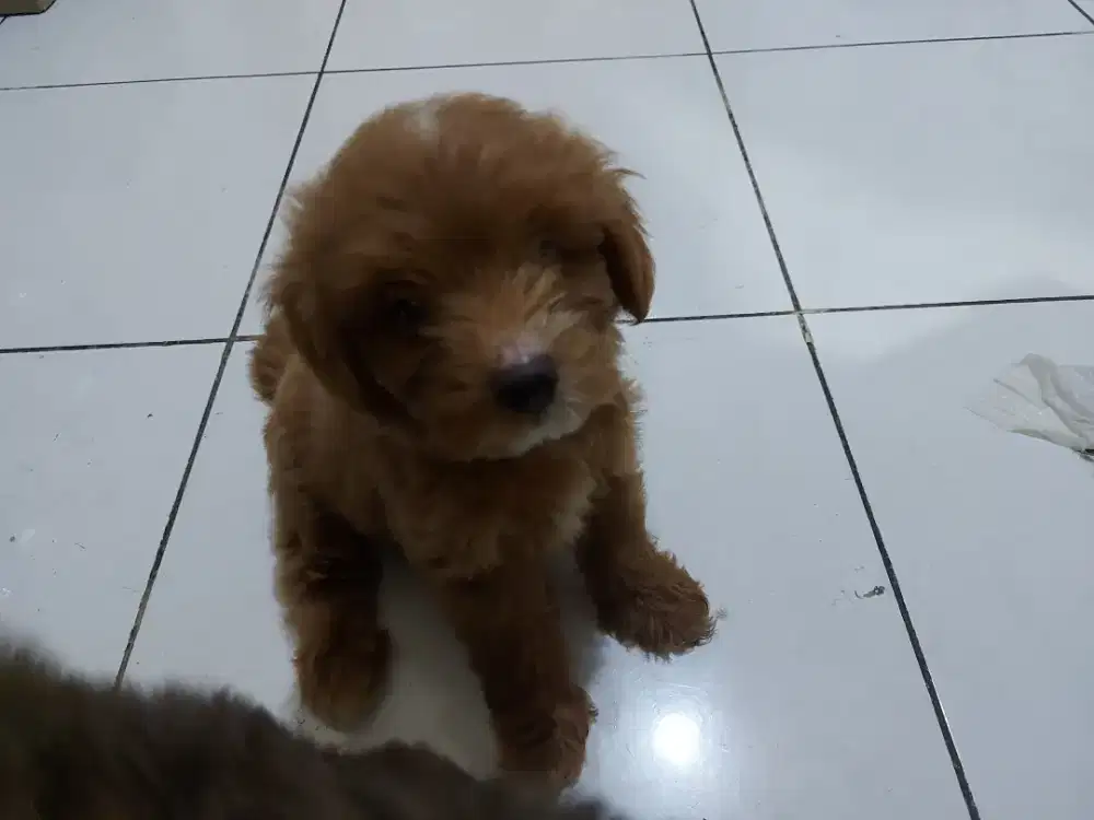 Anjing Maltese Poodle