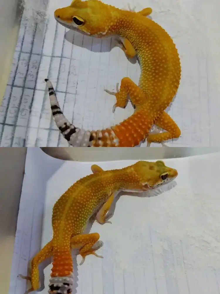 Sepasang leopard gecko usia remaja