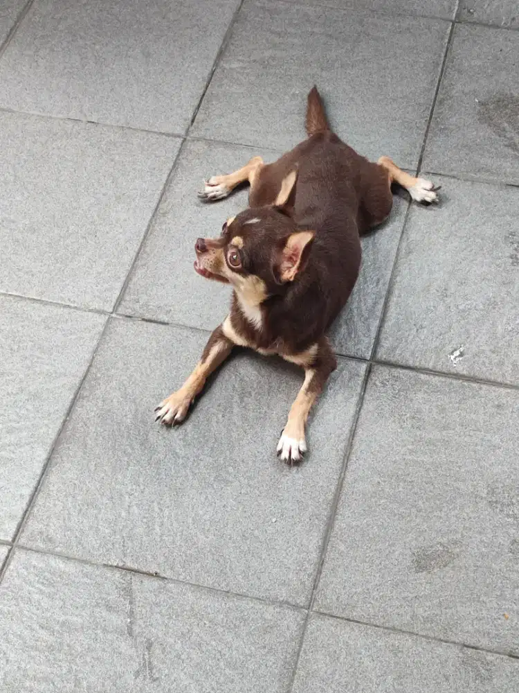 Chihuahua, short hair