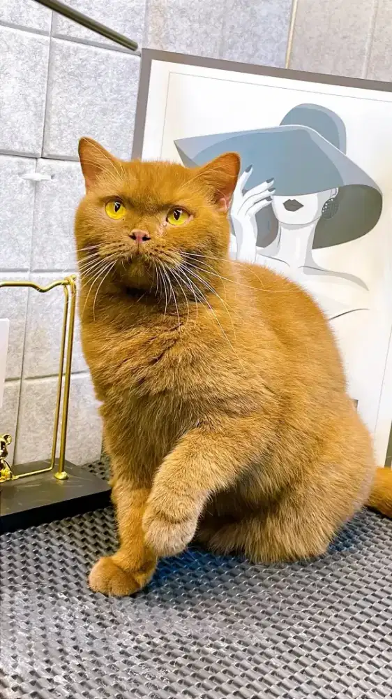 British Shorthair cinamon 12 bulan non ped