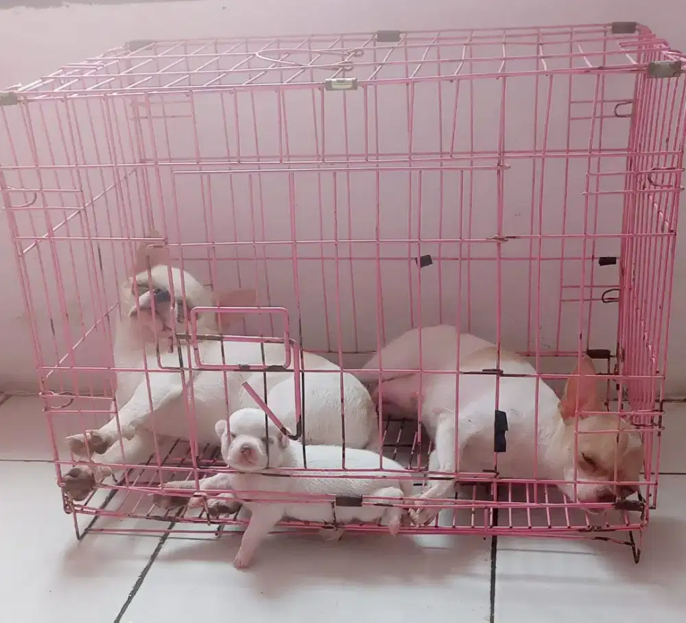 Sepasang anjing chihuahua mini