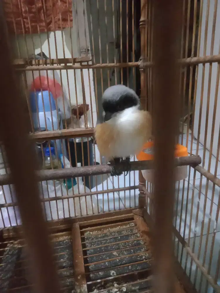 Jual cendet gacor jilat pakai ring fs