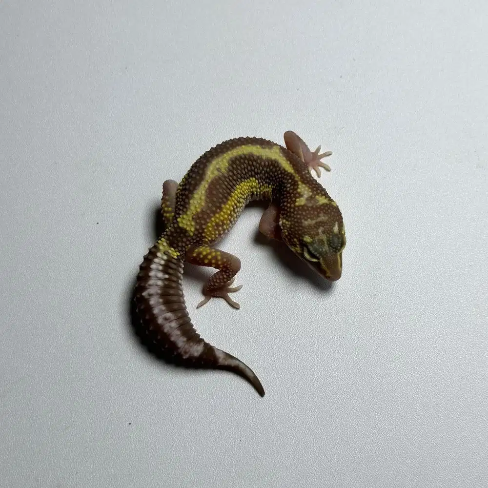 GECKO TREMPER BOLD STRIPE BETINA