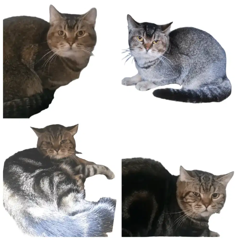 Kucing BSH Scotish lucu