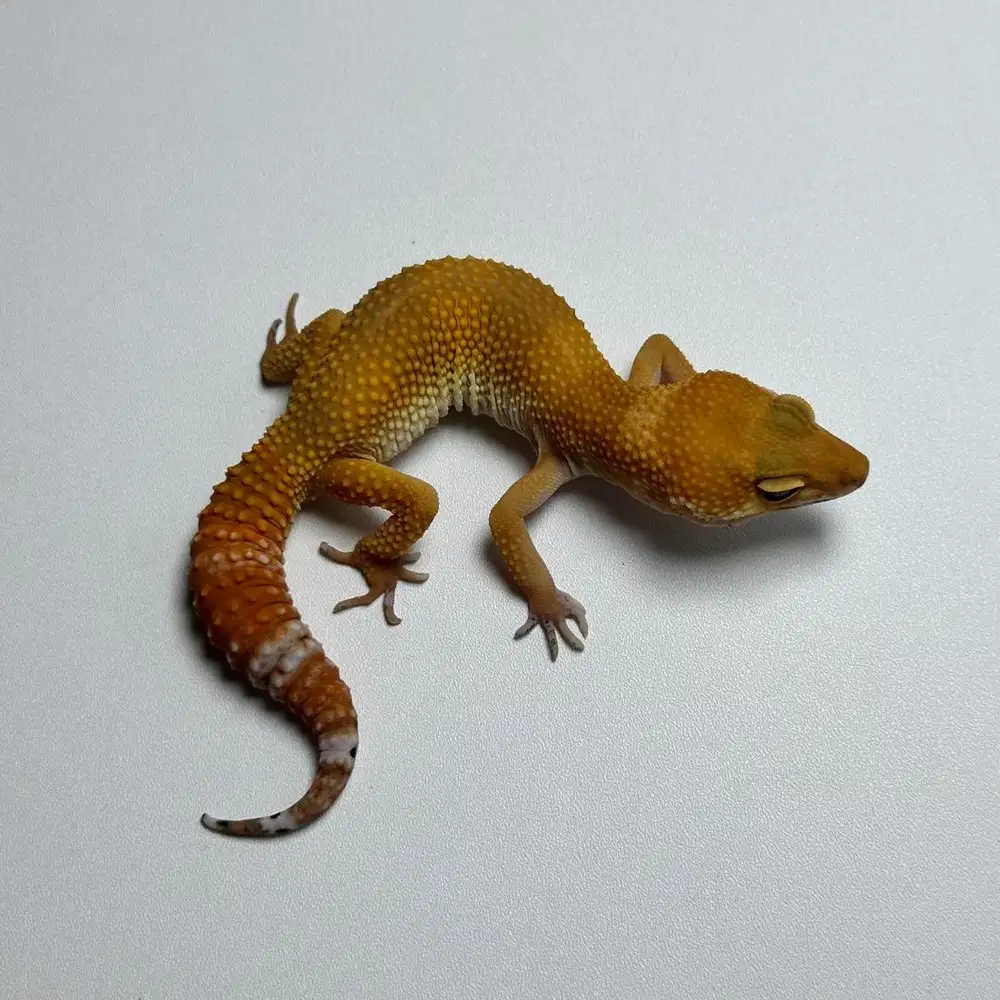 GECKO SHTCTB JANTAN