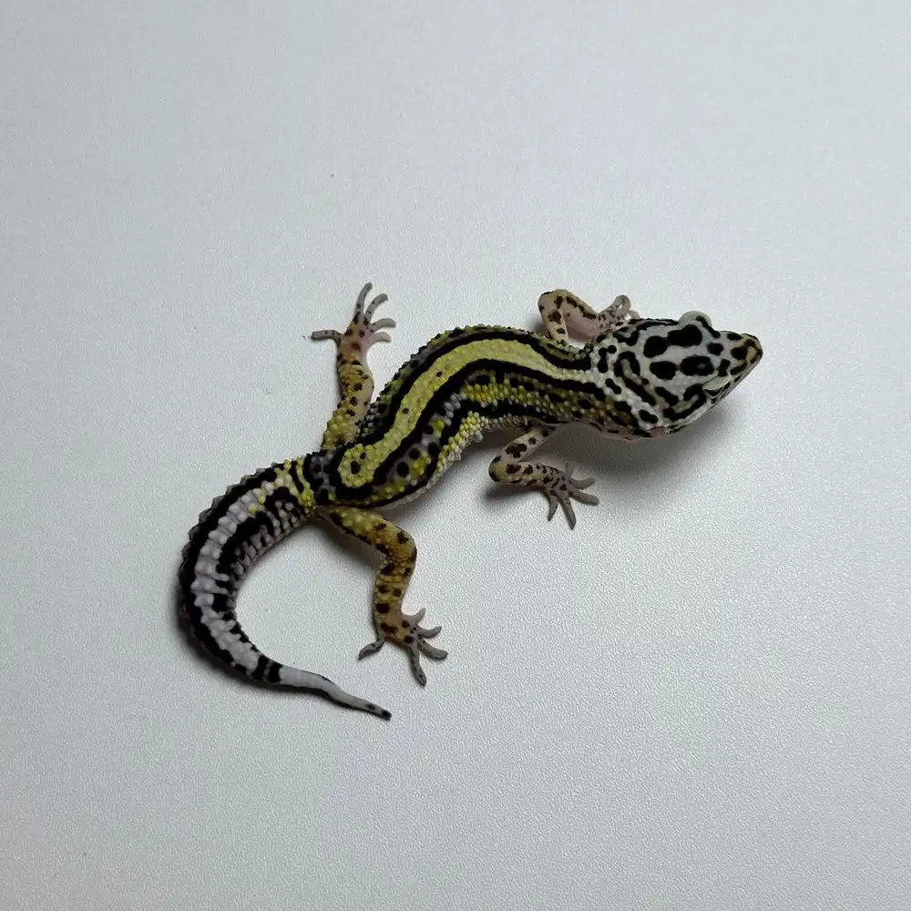 BOLD STRIPE PH T JANTAN