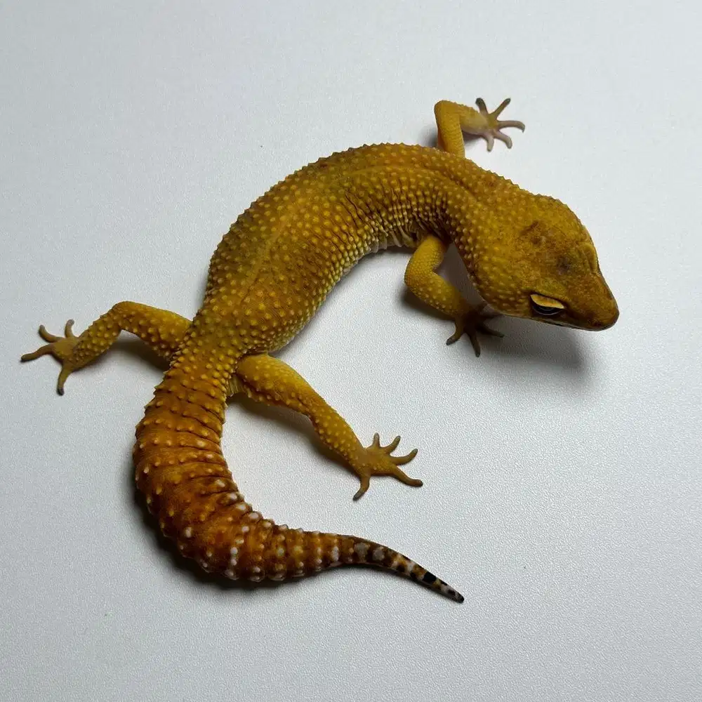 GECKO SHTCTB BETINA