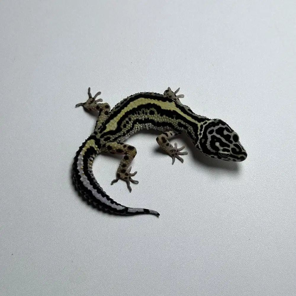 Gecko BS PH T JANTAN