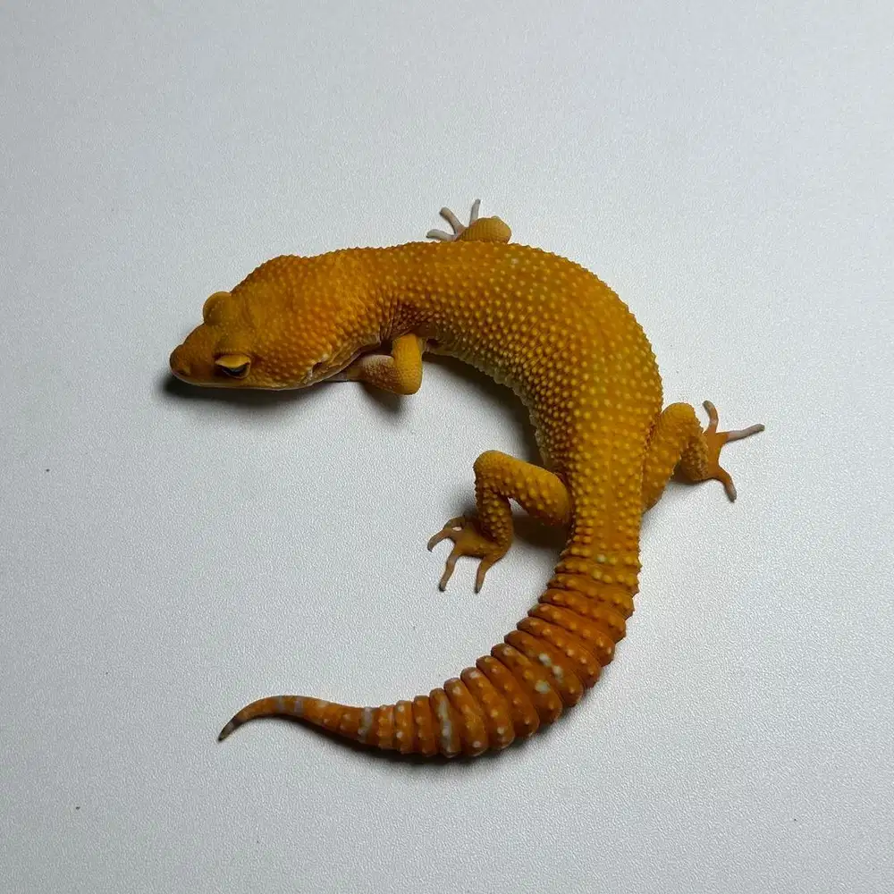 Gecko SUNGLOW JANTAN