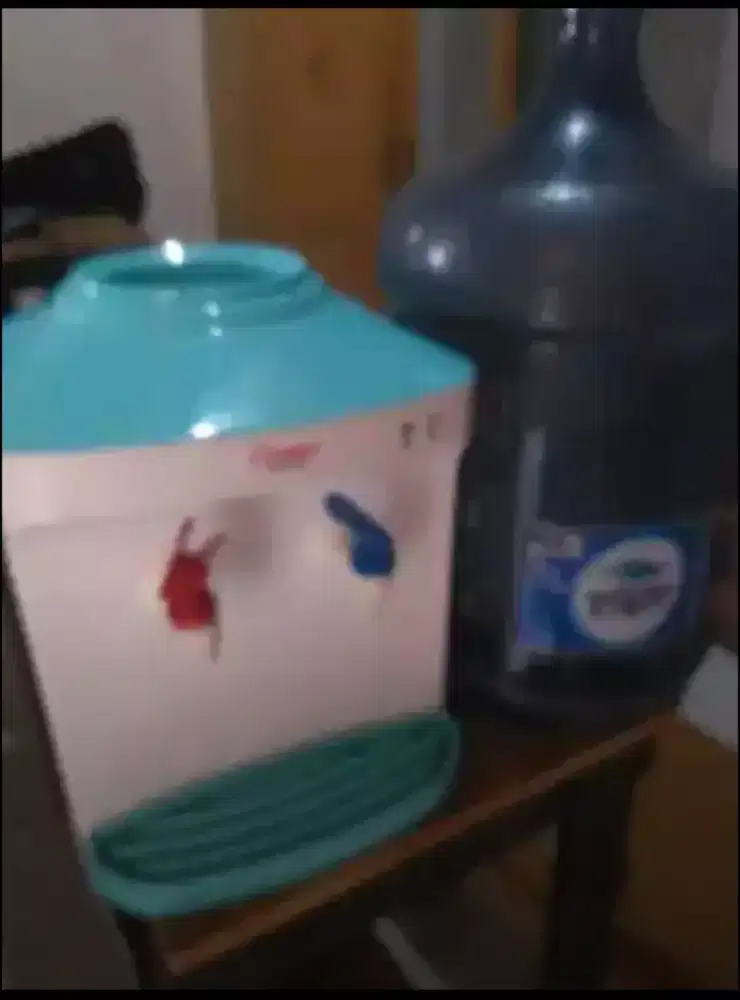 Dispenser cosmos daan galon