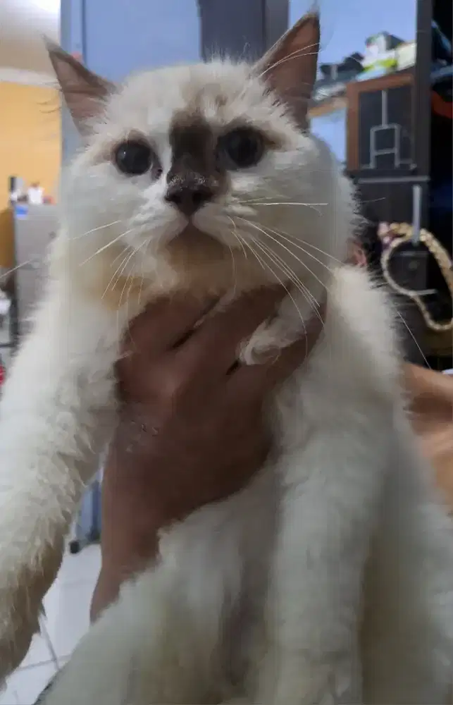 Kitten ragdoll dijual sepasang cowo dan cewe