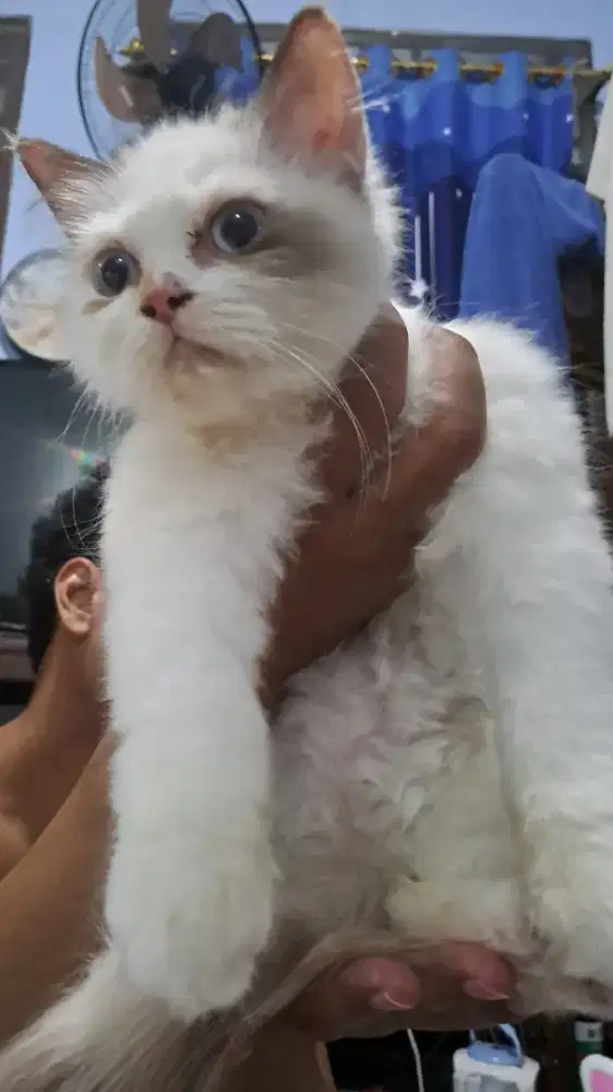 Kitten ragdoll dijual betina