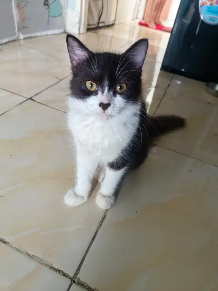 Open adopt persia medium umur 5 bulan