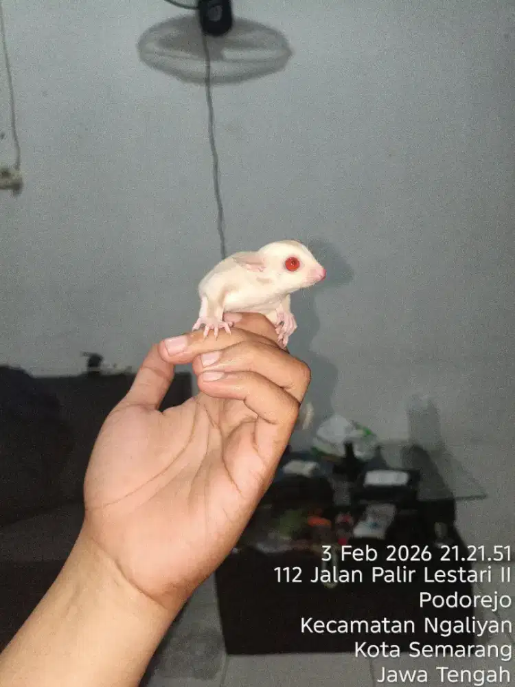 Sugar Glider Cremino Mozaik