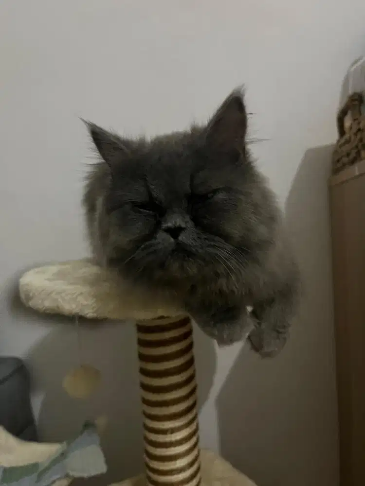 Kucing persia peaknose bulu panjang