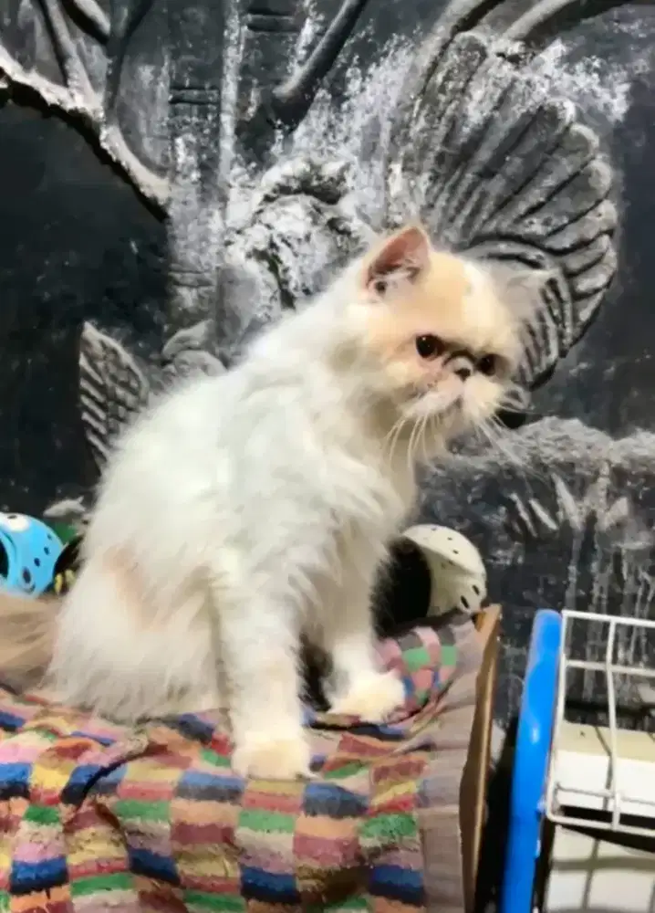 Kucing peaknose betina