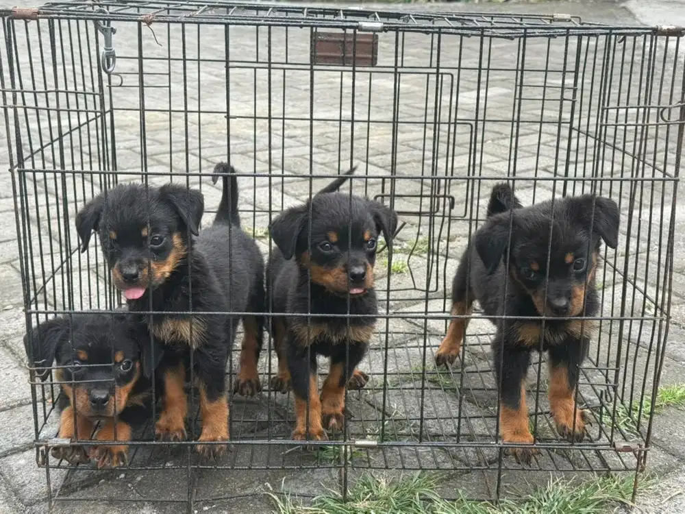 anjing rottweiler betina puppy