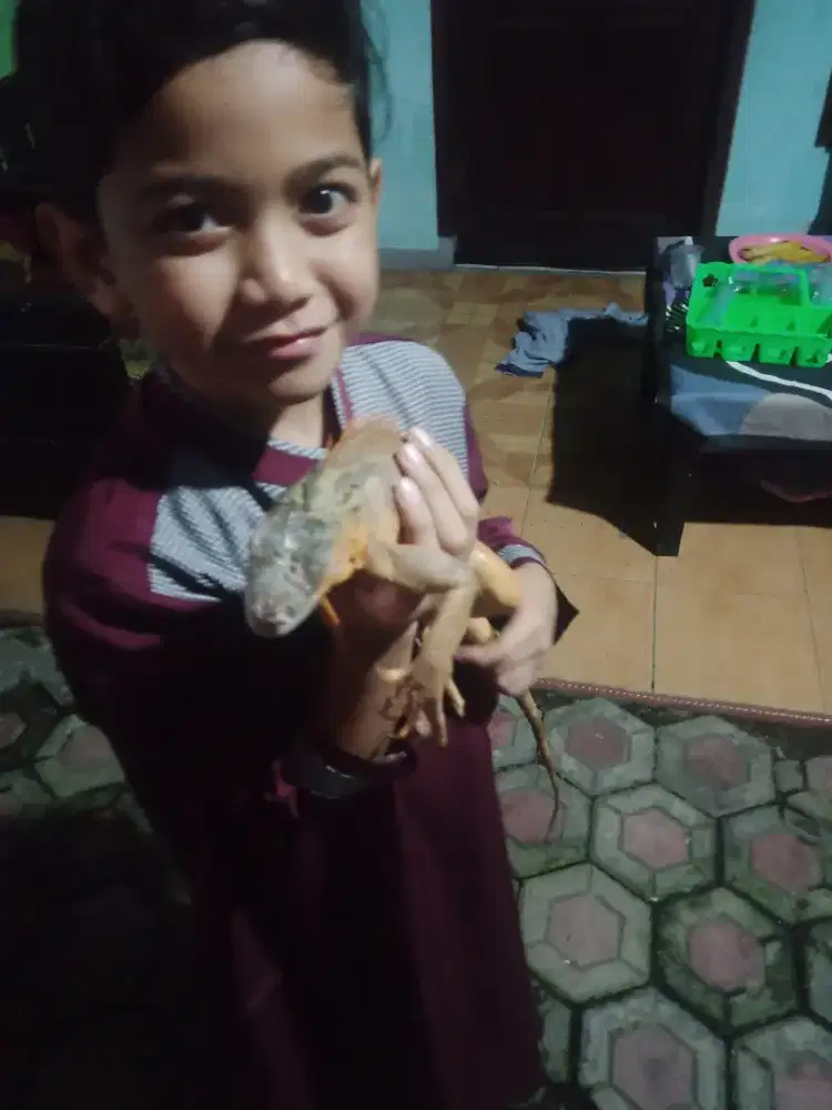 Iguana sedeng Murmer