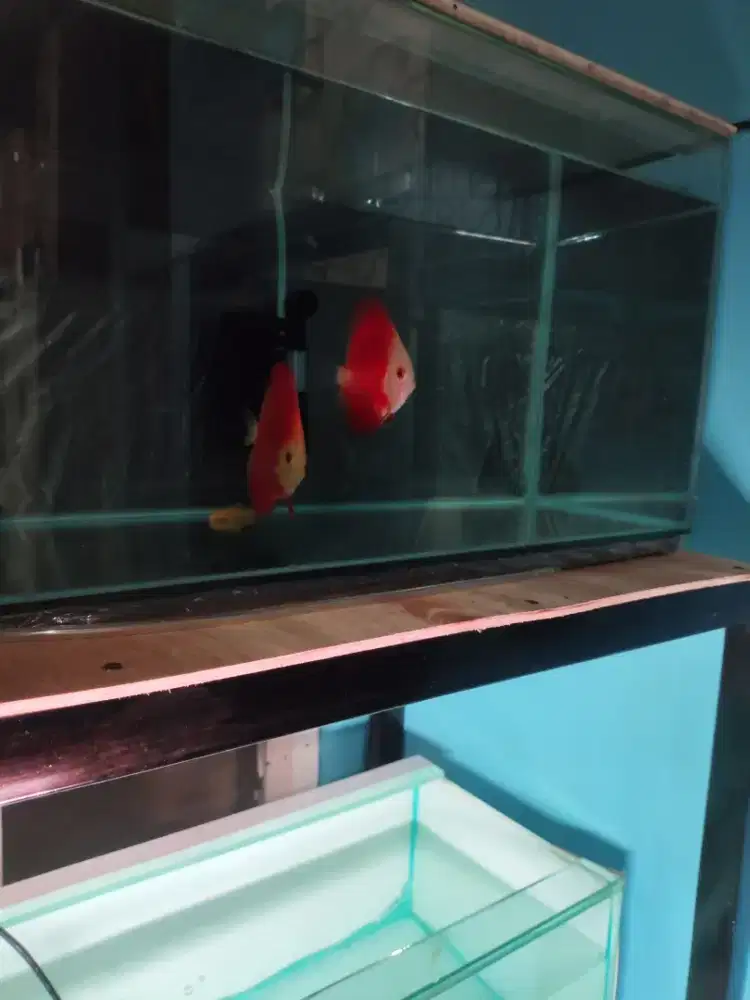 Ikan discus geophagus heckelli albino dll ada di deskripsi