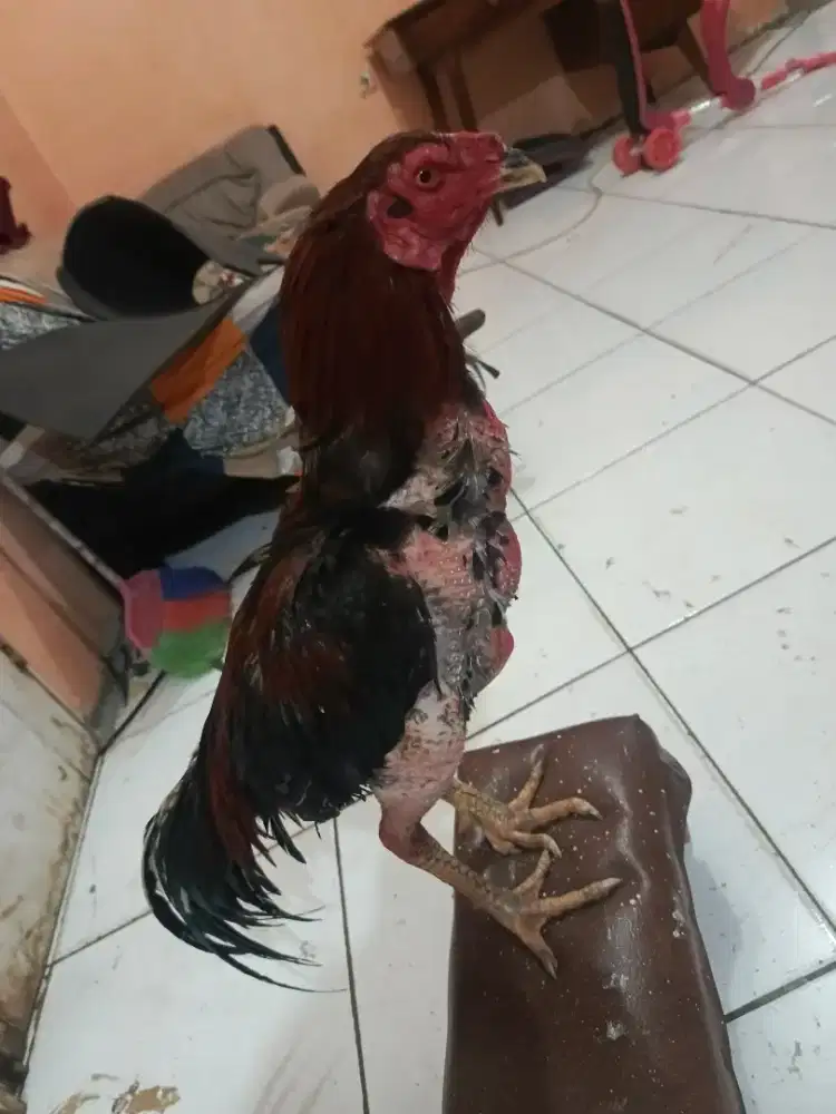Ayam Bangkok klasik
