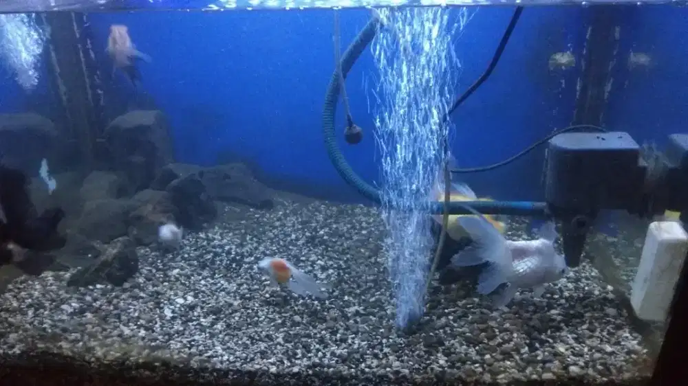 Aquarium bagus besar