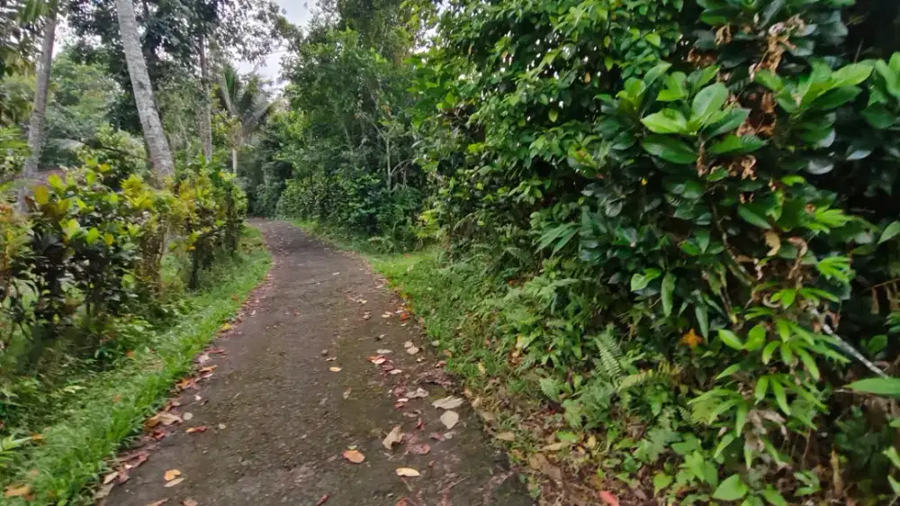 Dijual Tanah View Sawah Tabanan Bali