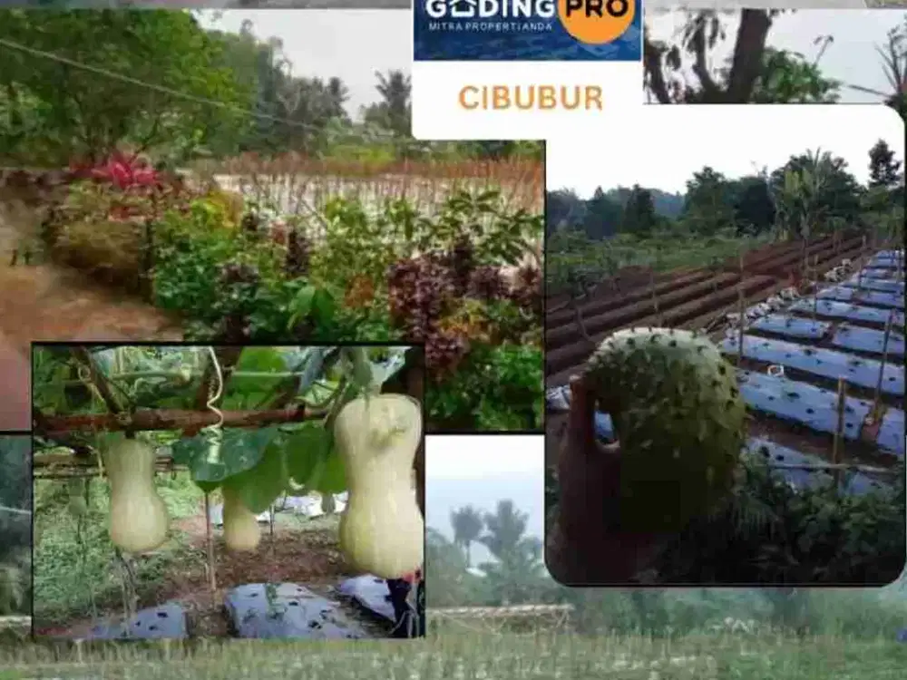 Di Jual Tanah Kebun Siap Pakai di jalan Desa Cibanteng PUNCAK