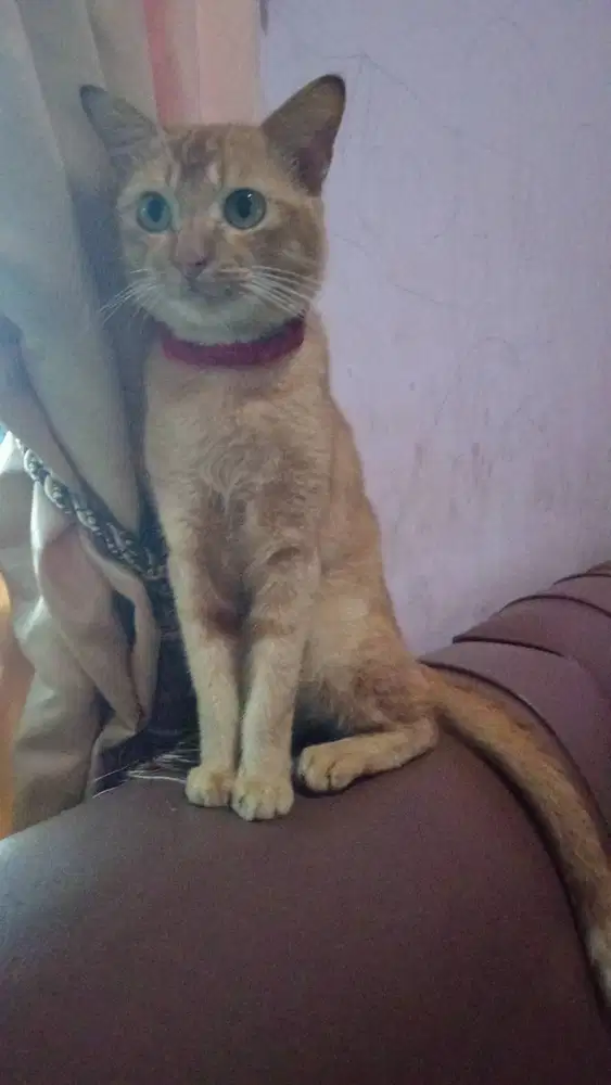 cari kerjaan yg real