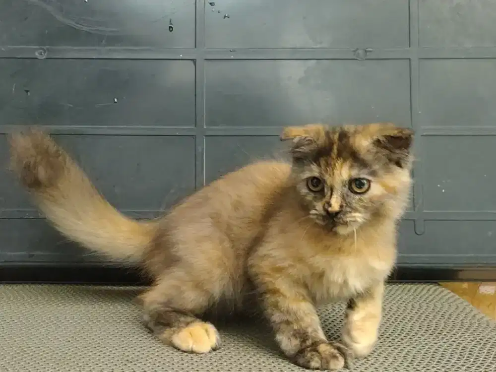 Kitten scottish fold/ Munchkin gaelic Ns betina