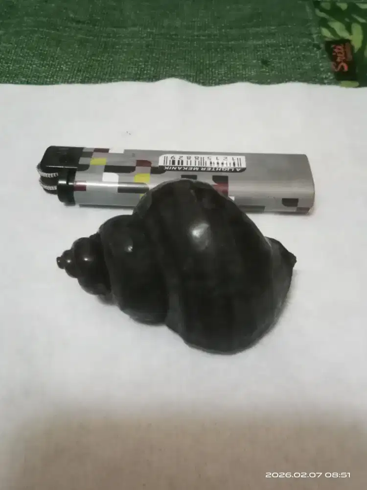 Keong buntad memfosil langka.