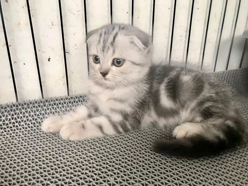Scottish Triple Fold Silver Tabby