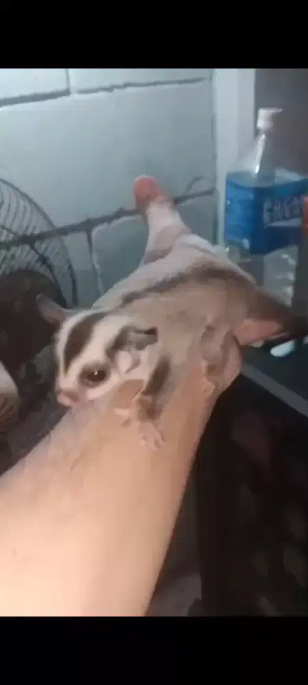 Sugar Glider WF pH leu