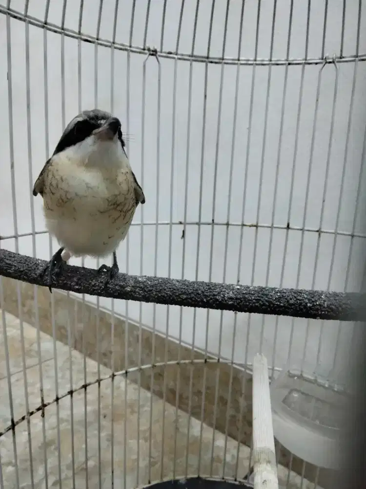 Pentet macan purtotal dan nominus