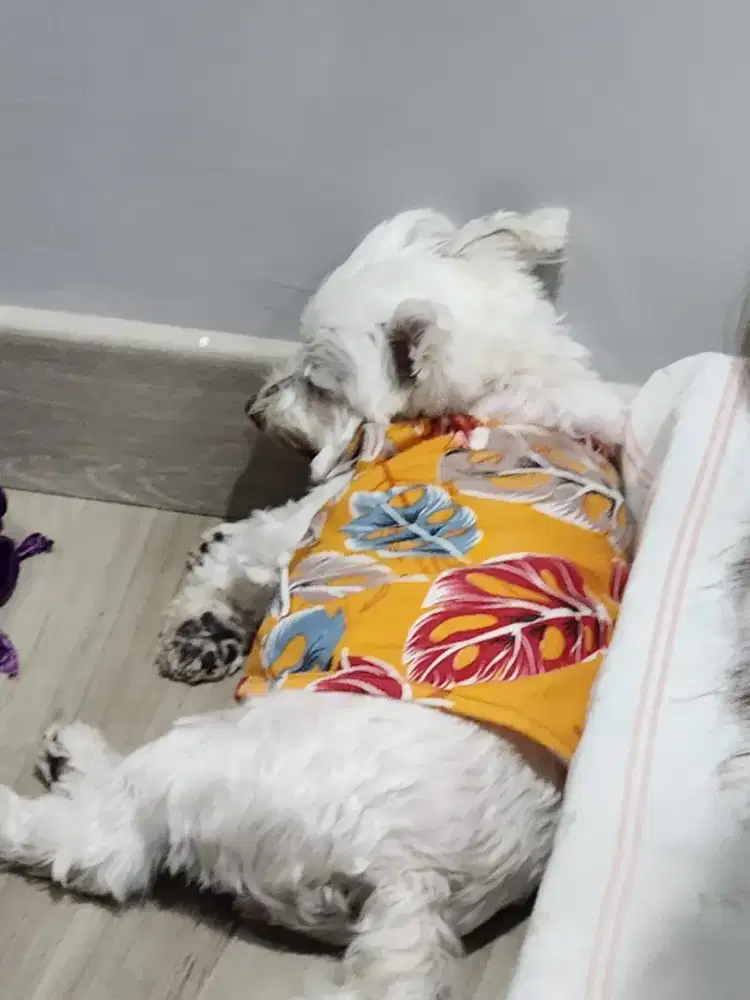 DICARI ART WANITA (TINGGAL)