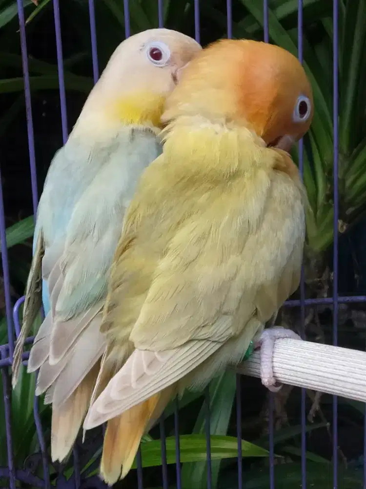 Burung Lovebird